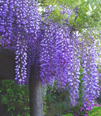 wisteria beauty