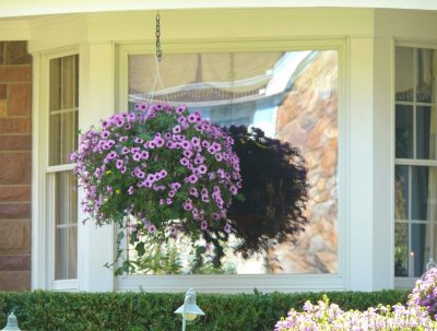 hanging basket by window