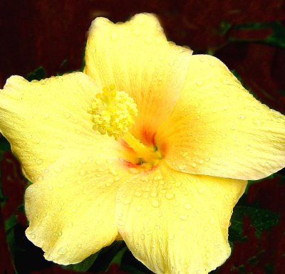 yellow hibiscus