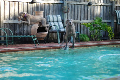 Flying Weimaraners