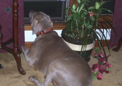 Looking out Window