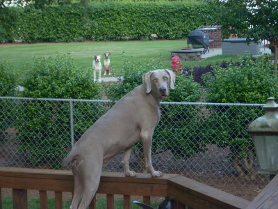 Throne with Neighbor Dogs