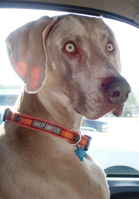 Truck Dog Close Up