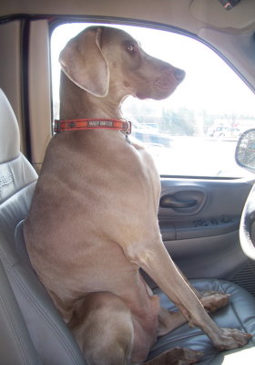 Truck Dog