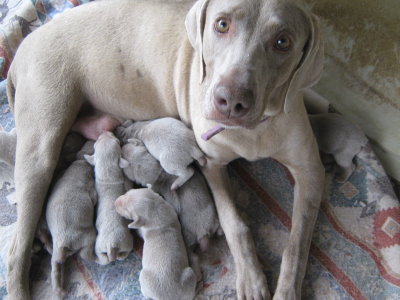 SADIE WITH HER PUPS