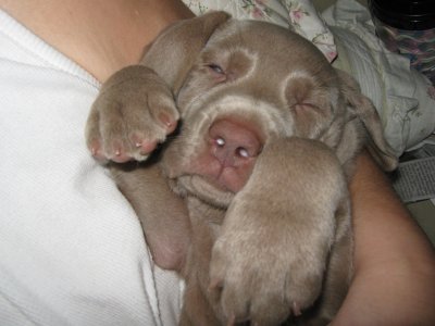 sadies_last_pup
