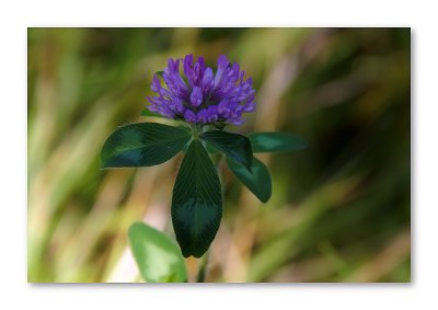 Clover Bloom