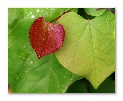 After the Rain