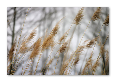 Swaying in the Wind