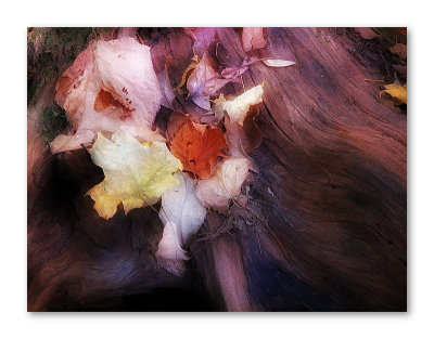 An Autumn Offering