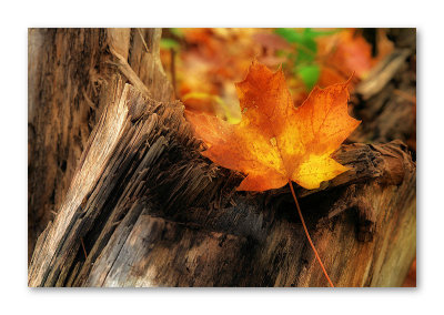 A fall Leaf