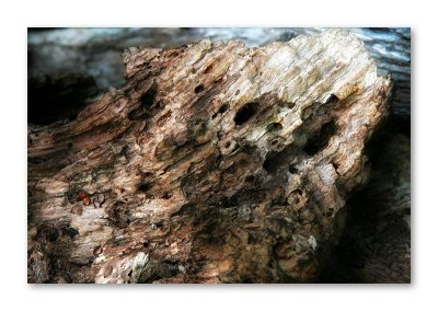 Wood Detail