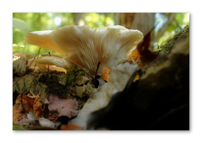 Natures Bouquet 