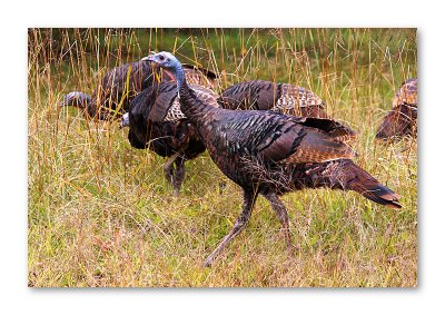 Wild Turkeys