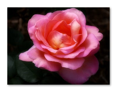 A Rose is a Rose