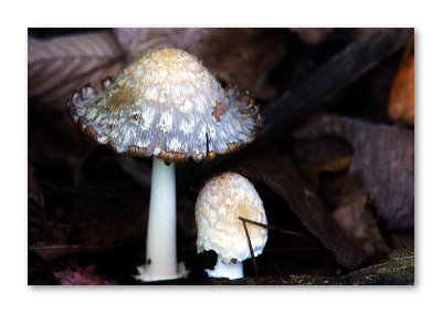 The Odd Couple