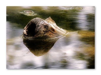 Gator