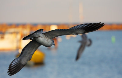 Gull in flight South Shore YC.jpg