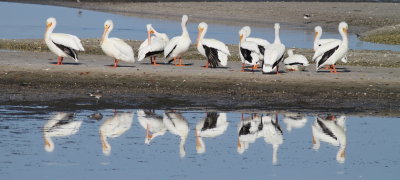 IMG_3082 Mirrored White Pelicans.JPG