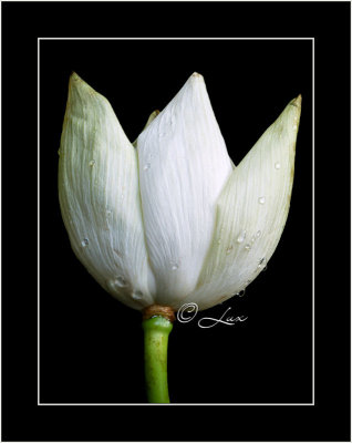 White Lotus