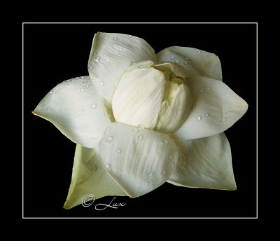 White Lotus