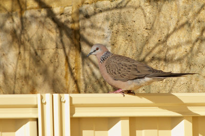 DSC_9250.jpg