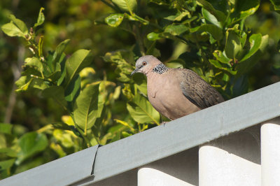 DSC_9257.jpg