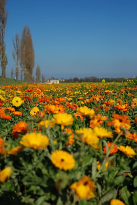 Marchfeld- NÖ Herbst