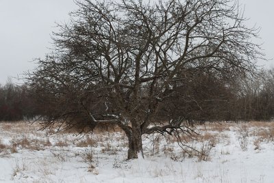 Apfelbaum Winter
