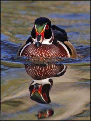 Canard Branchu male