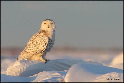 Harfang Des Neiges