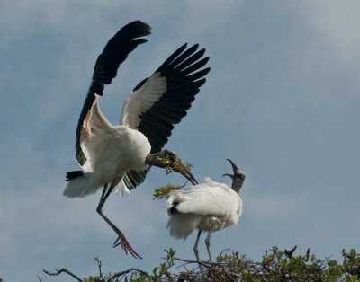 StorkBranch4896.jpg