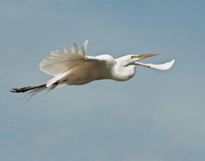 EgretFlight_4955.jpg