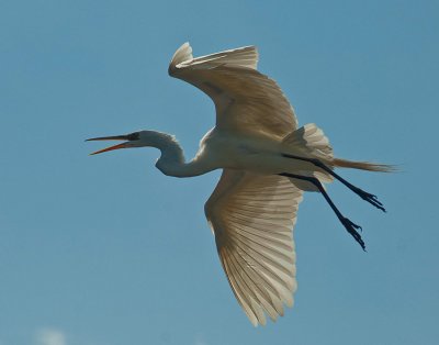 Egret_4937.jpg