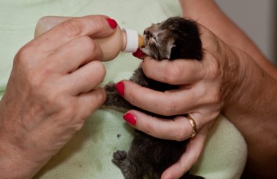 BottleBabyKitten_8792.jpg