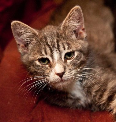 Kitten_8527.jpg