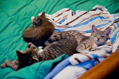 _Kittens_8515.jpg