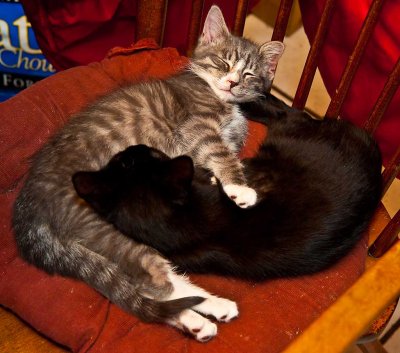2kittens_8519.jpg