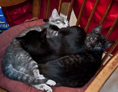 Kittens_8518.jpg
