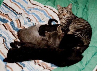 Kittensonbed_8530.jpg