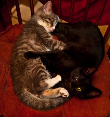 PairKittens_8522.jpg
