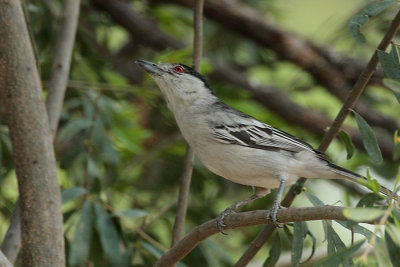 150 LM015355.jpg