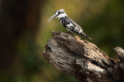 Bonte IJsvogel