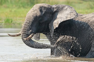 Olifant