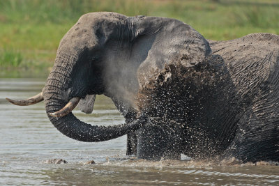 Olifant