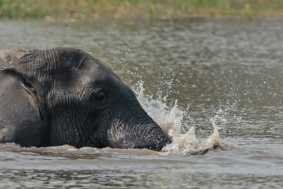 Olifant