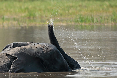 Olifant