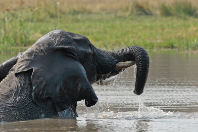 Olifant