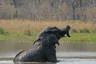 Olifant
