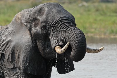 Olifant